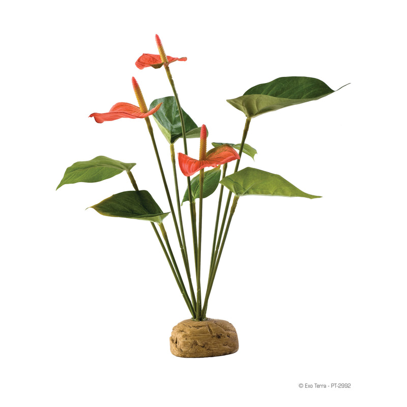 EXO-TERRA PLANT ANTHURIUM