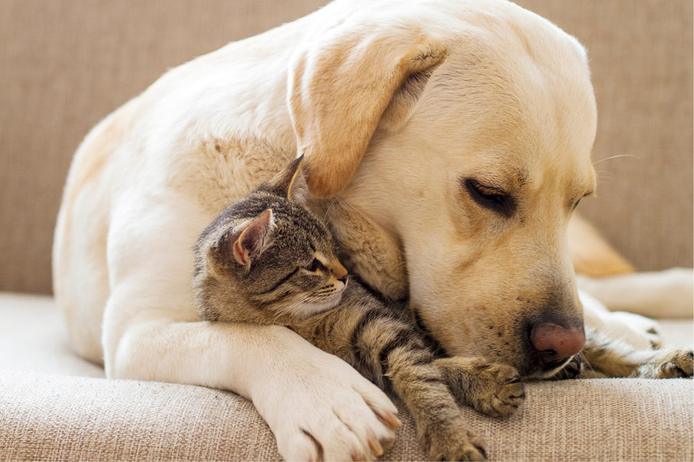 Dog and cat cuddling