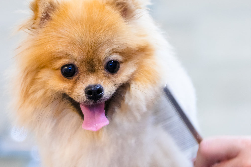 Dog getting combed