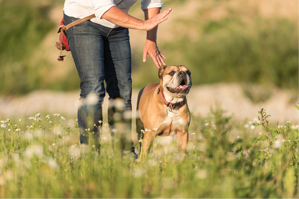 Dog training in a field