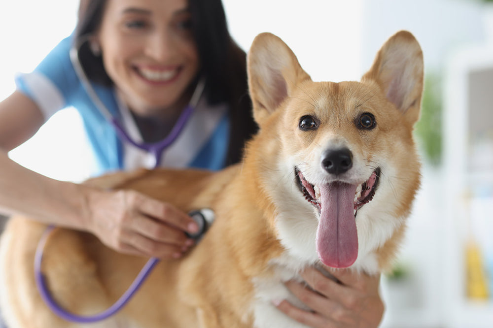 Dog with vet