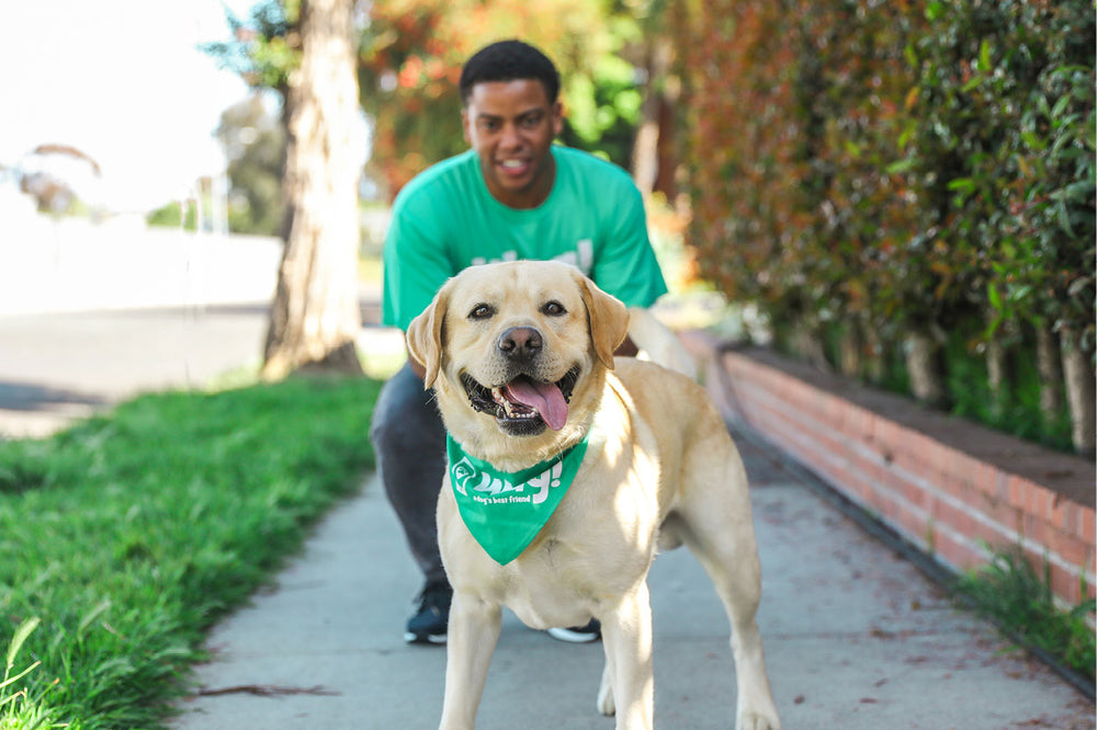 Dog with dog walker